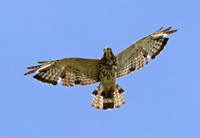 Juvenile Broad-winged Hawk molting