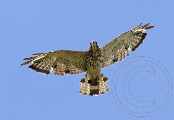 Juvenile Broad-winged Hawk molting