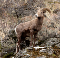 Bighorn male in rocky sagebrush habitat