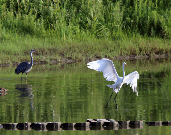 GB Heron trying to intimidate a Great Egret