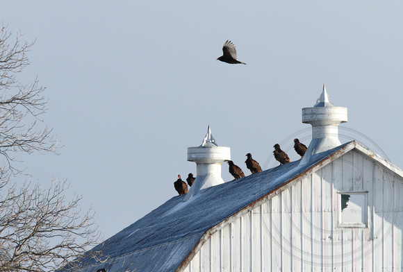 vultures on Wickerson Rd. barn