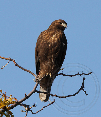 Red-tailed Hawk, dark morph, juvenile