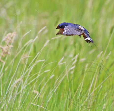 Barn Swallow flying low over the field