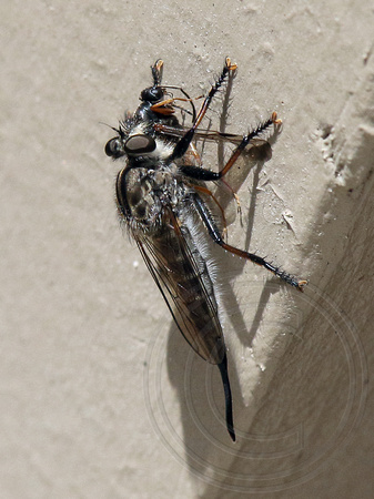 Robberfly eating prey