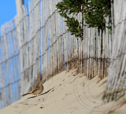 Brown Thrasher at the beach
