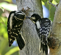 Downy Woodpecker feeding young
