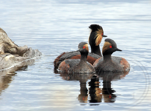 a gathering of Eared Grebes