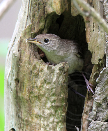 House Wren at nest (with fecal sac)