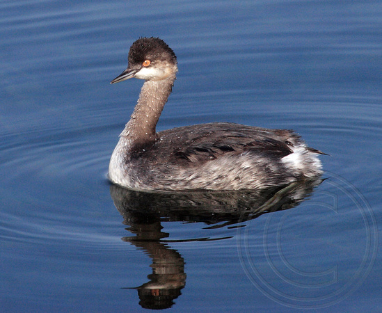 Young Eared Grebe in autumn