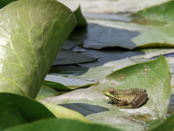 Green Frog on lilypad