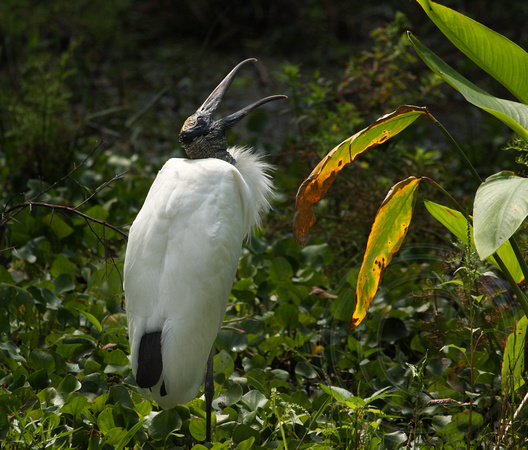 Wood Stork with open mouth