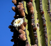 Cardon cactus in flower!