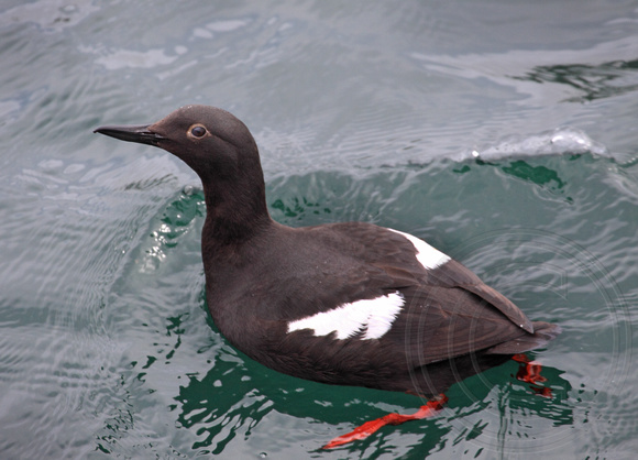 Pigeon Guillemot, common near pilings and docks