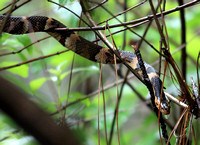 Broad-banded Water Snake in a thunderstorm