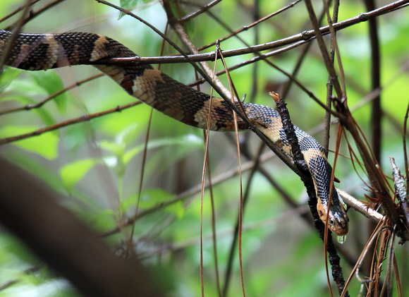 Broad-banded Water Snake in a thunderstorm