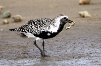 Black-bellied Plover muscled its way in to take away the turnstones food