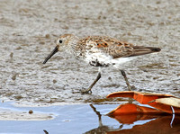 Different Dunlin with garbage backdrop