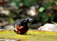 bathing male Orchard Oriole