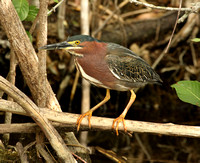 Green Heron with tiny fish in bill