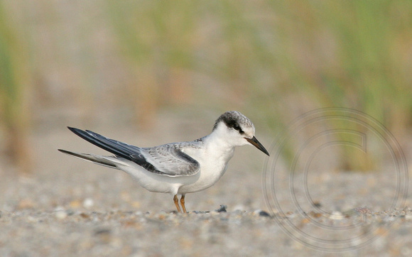 Juvenile Least Tern in colony