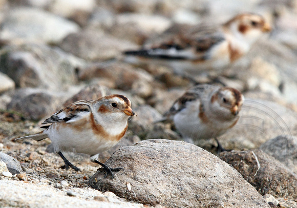 Three of the four snow buntings