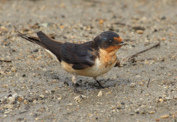 female Barn Swallow collecting mud for nest