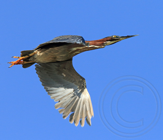 Green Heron in flight