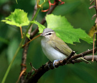 Warblers and Vireos