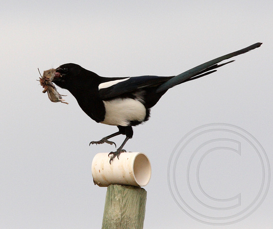 Black-billed Magpie carrying a mouse to nest