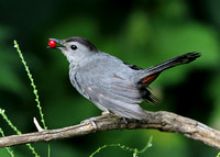 Thrushes and Catbirds
