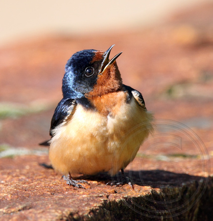 Barn Swallow chattering to another bird