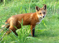 Fox youngster