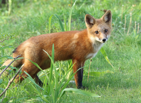 Fox youngster