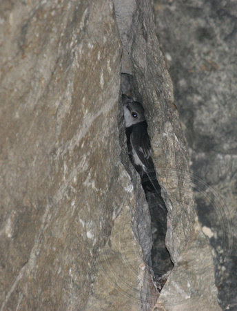 juvenile WT Swifts in nest crevice