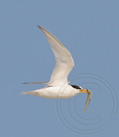 Least Tern carrying a minnow