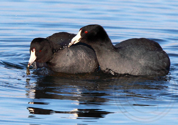 coots tussling for the same weed