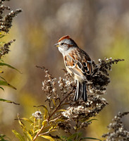 American Tree Sparrow in goldenrod