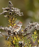tree sparrow in goldenrod