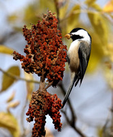 Black-capped Chickadee finding a grub in the sumac