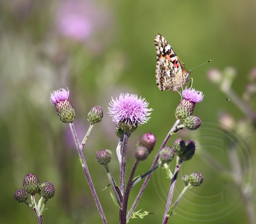 Painted Lady on Canada Thistle