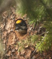 male American Three-toed Woodpecker getting ready to fledge