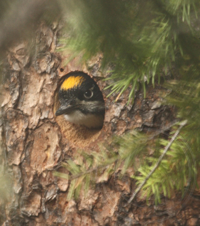 male American Three-toed Woodpecker getting ready to fledge