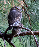 Northern Pygmy-Owl with its lunch, a House Finch