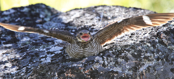 Common Nighthawk near nest - displaying