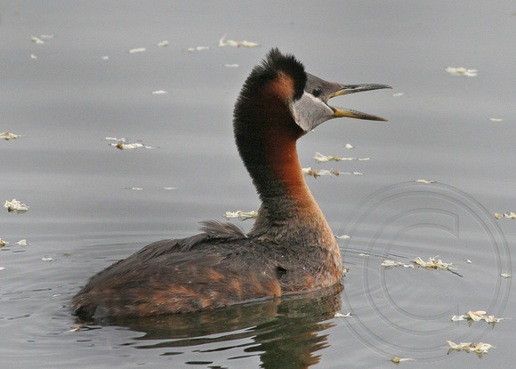 Red-necked Grebe announcing its territory