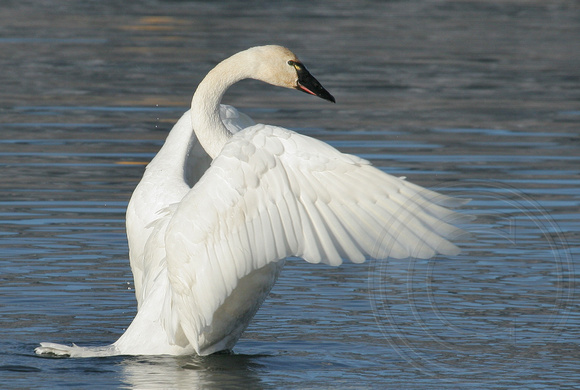 Tundra Swan in mid-flap
