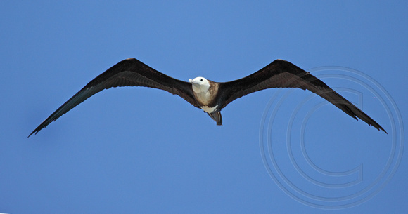 Magnificent Frigatebird hovering over fort like a welcoming committee