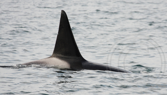Killer Whale, just the fin, which can help ID a whale