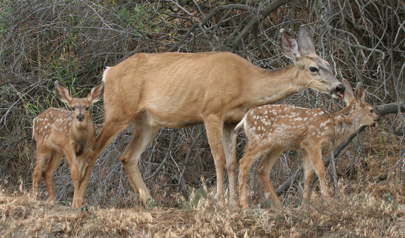 Mule Deer mom caring for her two fawns