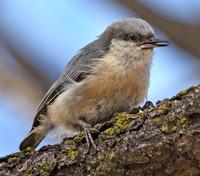 young Pygmy Nuthatch